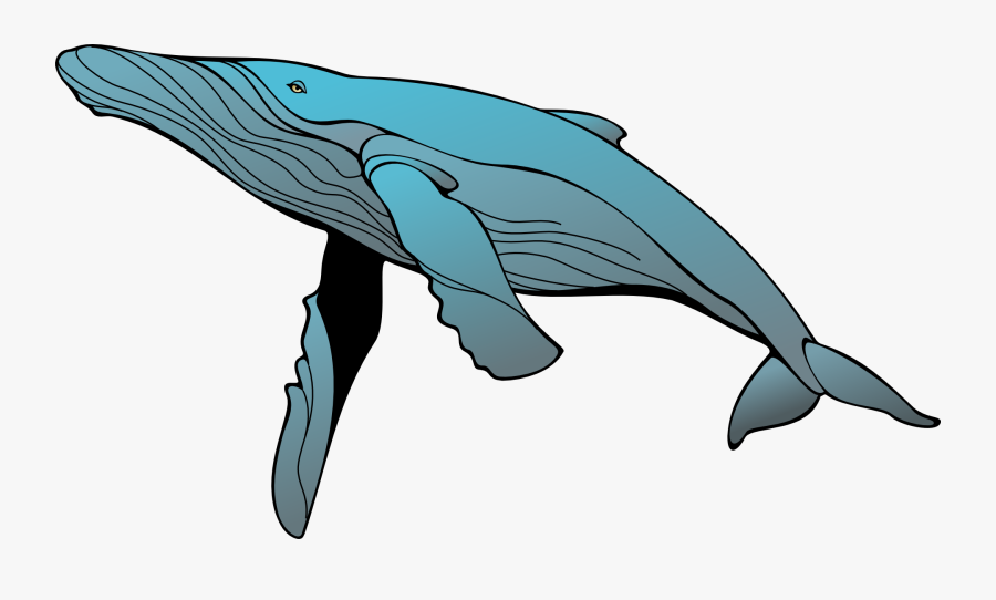 Blue Whale Humpback Whale Clip Art - Humpback Whale Clipart, Transparent Clipart