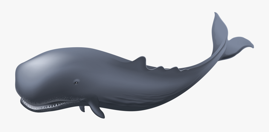 Vivian Clip Art Png - Whale Transparent Background, Transparent Clipart