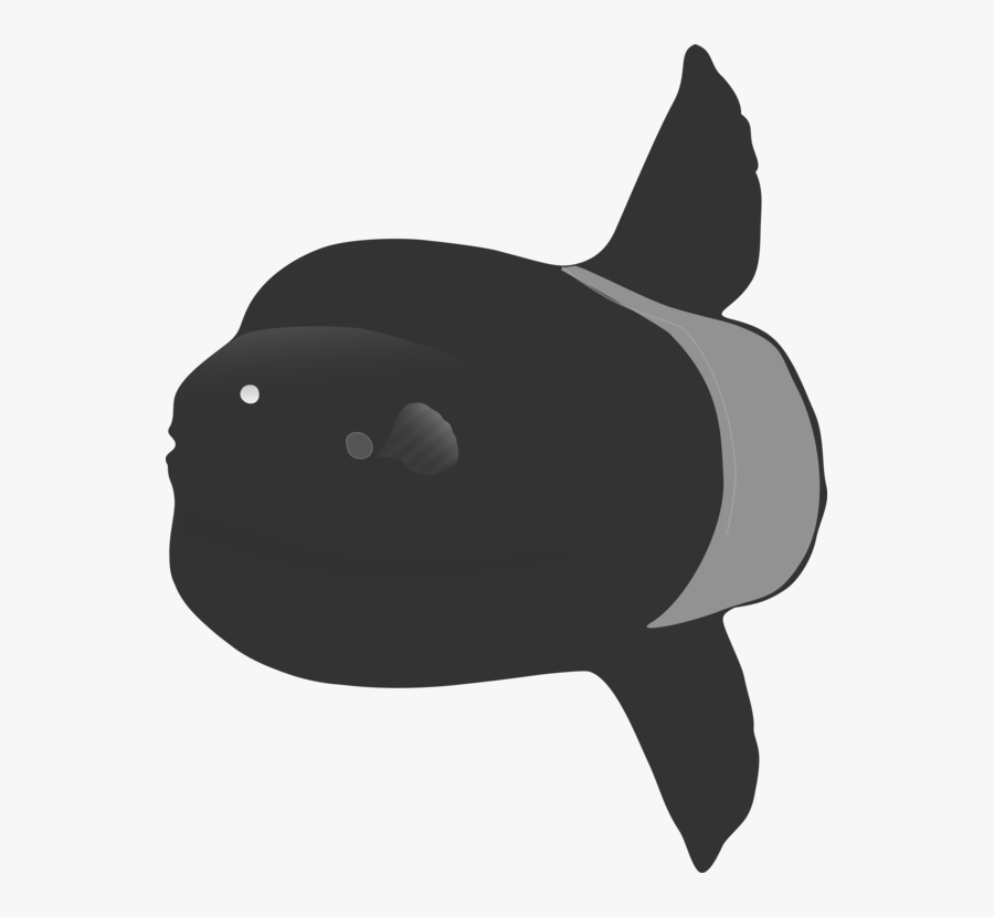 Snout,fish,killer Whale - Killer Whale, Transparent Clipart