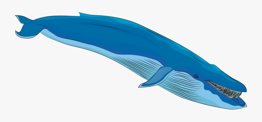 Blue Whale, Transparent Clipart