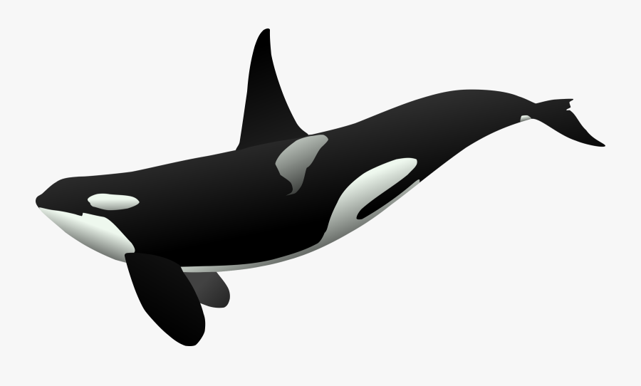 Clip Art Killer Cetacea Shamu Great - Orca Clipart, Transparent Clipart