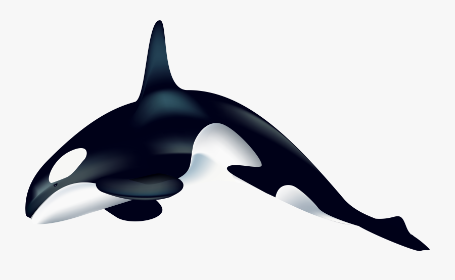 Orca Png Transparent Clip Art Image - Transparent Killer Whale Clipart, Transparent Clipart