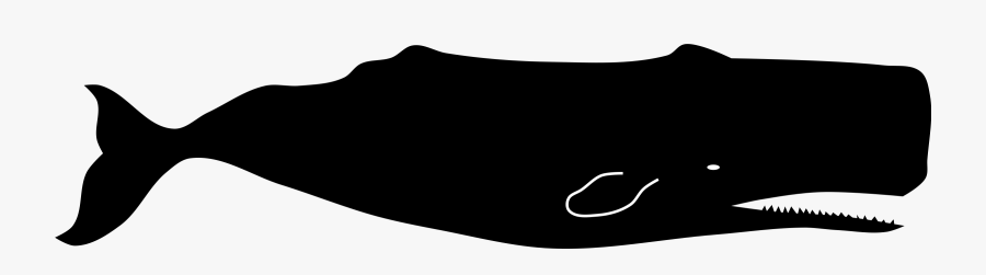 Killer Whale Clipart Sperm Whale - Sperm Whale Clip Art, Transparent Clipart
