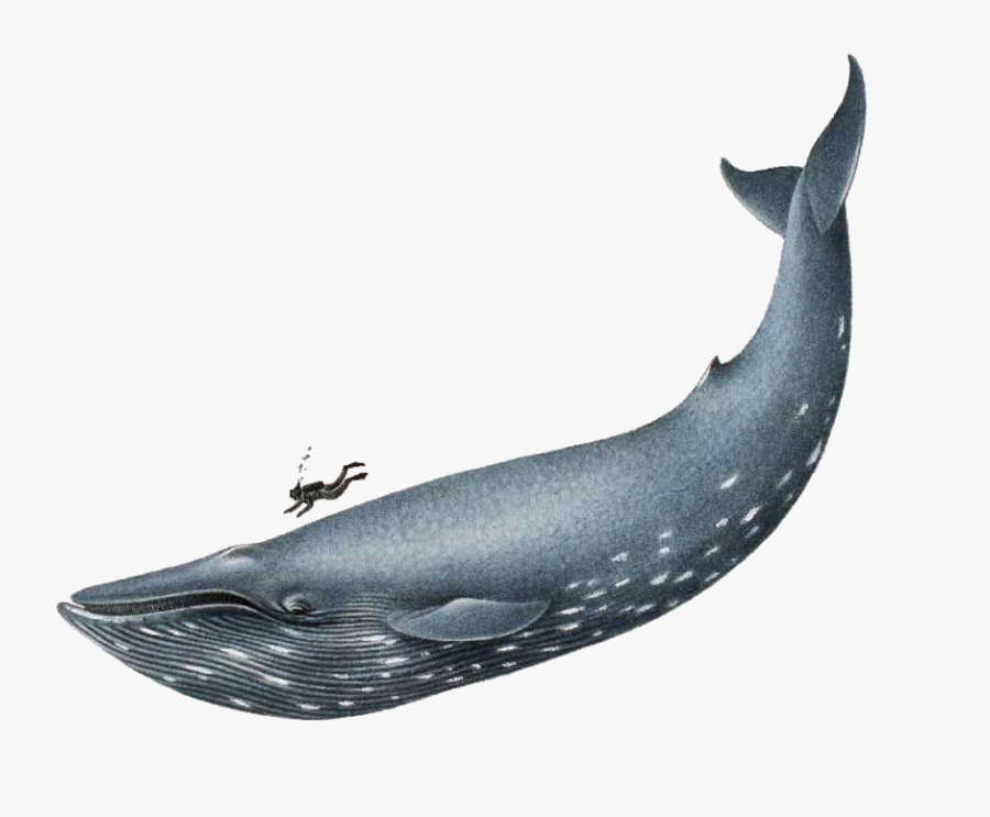 Featured image of post Whale Clipart Realistic You can edit any of