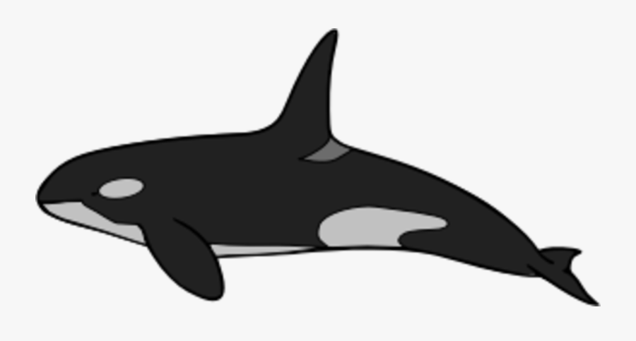 Whale,marine Biology,wildlife - Killer Whale, Transparent Clipart
