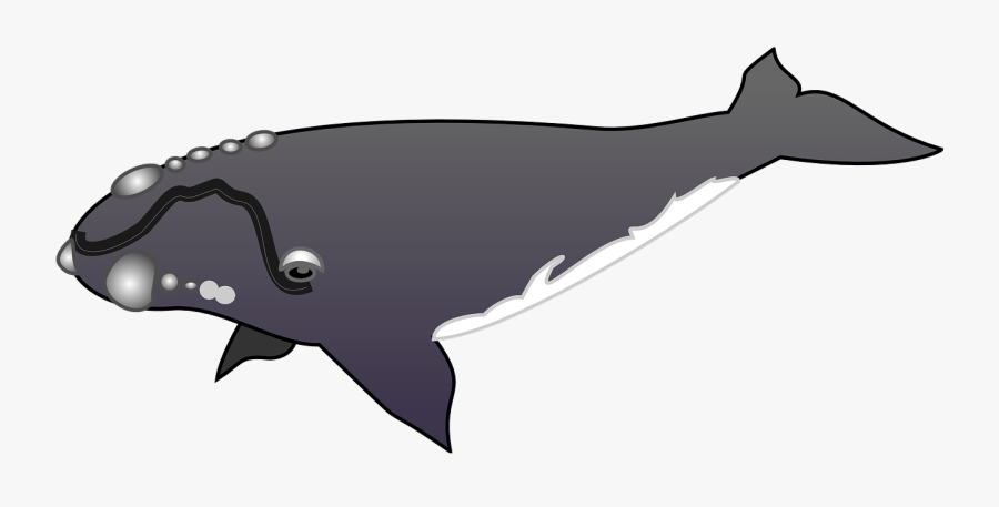 Grey Whale Clip Art, Transparent Clipart