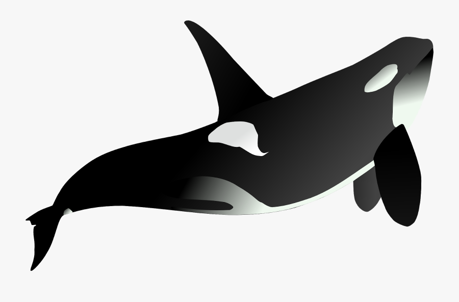 Orca, Whale, Animal, Mammal, Sea, Black, White, Swim - Animal Marino Fondo Transparente, Transparent Clipart