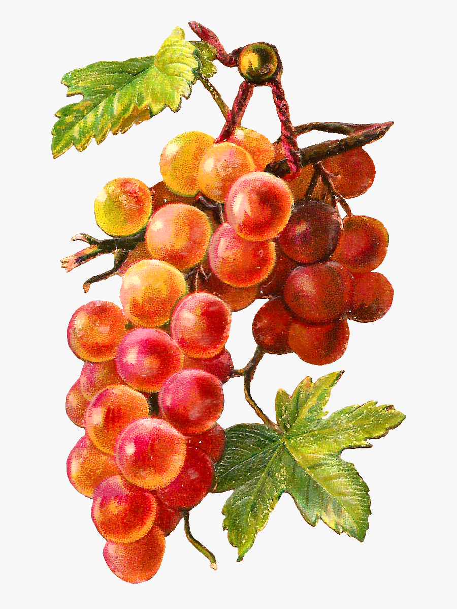 Antique Images Free Fruit Clip Art Graphic - Pencil Coloured Grapes Drawn, Transparent Clipart