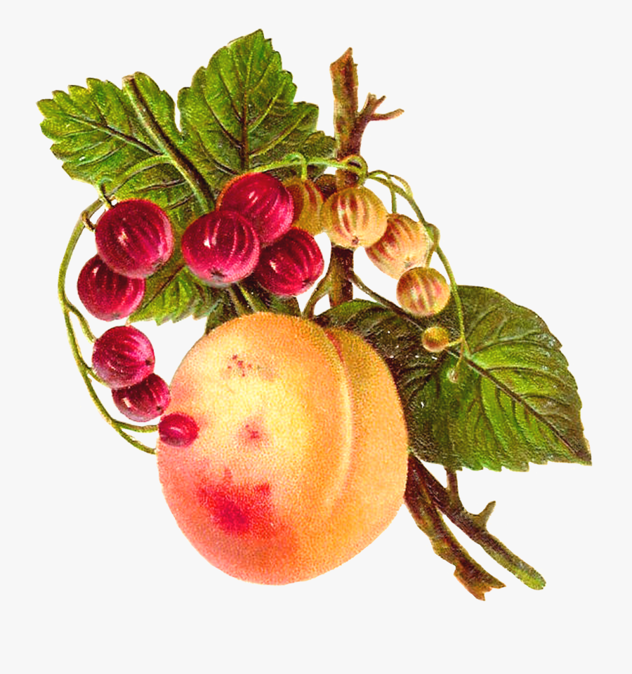 Fruit Clip Art, Transparent Clipart