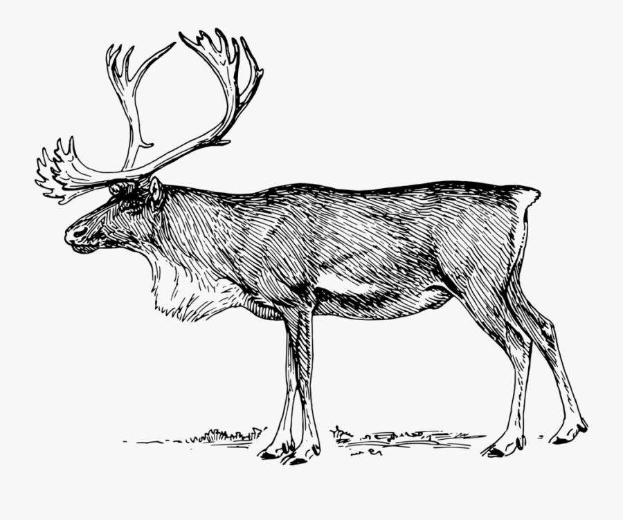 Musk Deer,monochrome Photography,deer - Caribou Clip Art, Transparent Clipart