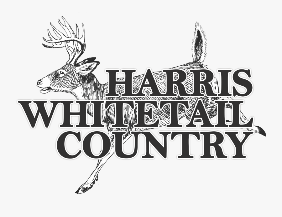 Trophy Texas Whitetail Hunts - Deer Clip Art, Transparent Clipart