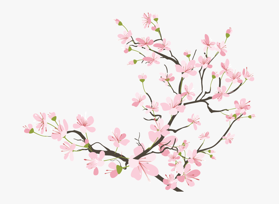 Clip Art Collection Of Free Branch - Japanese Cherry Blossom Transparent, Transparent Clipart