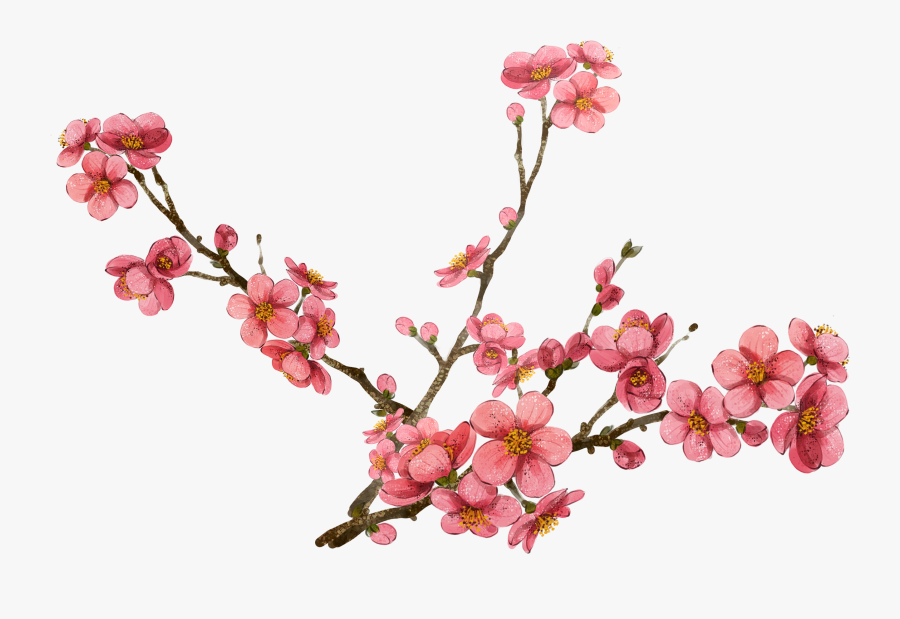 Cherry Blossom Clipart At Getdrawings - Plum Blossom Transparent Background, Transparent Clipart