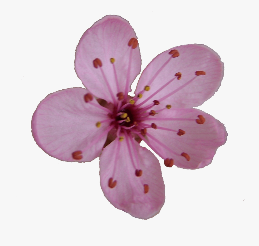 Flower Blossom Clipart - Cherry Blossom Single Flower, Transparent Clipart