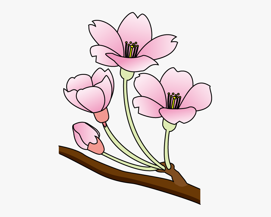 Cherry Blossom Clip Art - Cherry Blossom, Transparent Clipart