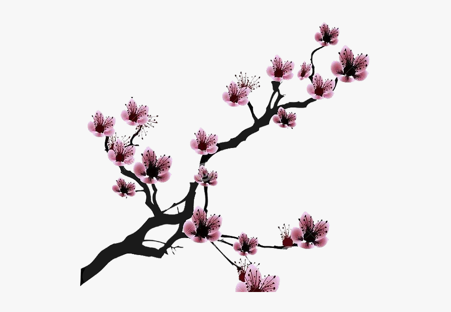 Cherry Blossom Drawing Clip Art - Drawing Cherry Blossom Branch, Transparent Clipart
