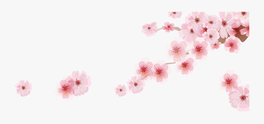 Transparent Cherry Blossom Png - Japanese Cherry Blossom Png, Transparent Clipart