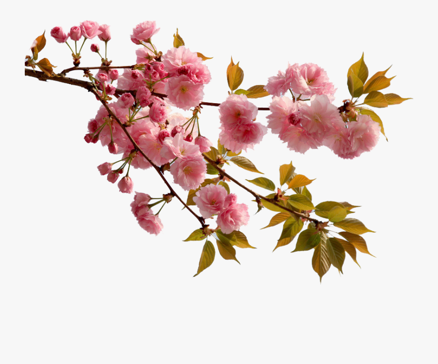 China Cherry Blossom Flower Peach - China Cherry Blossom Flowers, Transparent Clipart