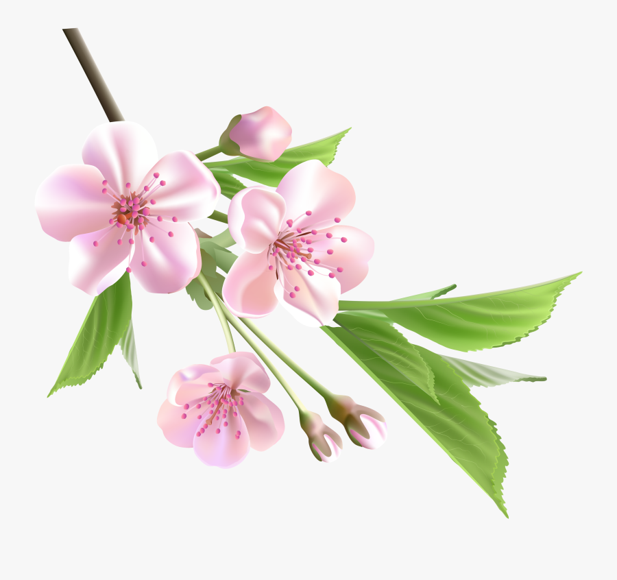Spring Flowers, Spring And Flower On Pinterest - Transparent Spring Flowers Png, Transparent Clipart