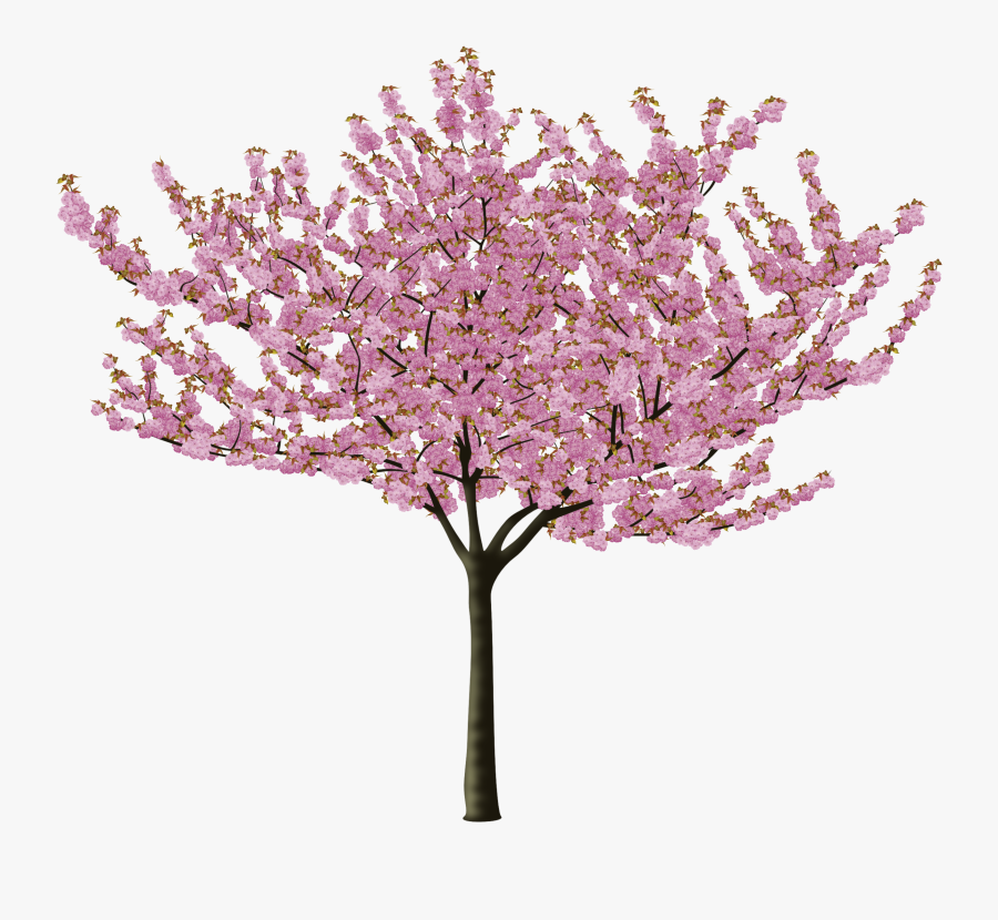Cherry Blossom Clipart, Transparent Clipart