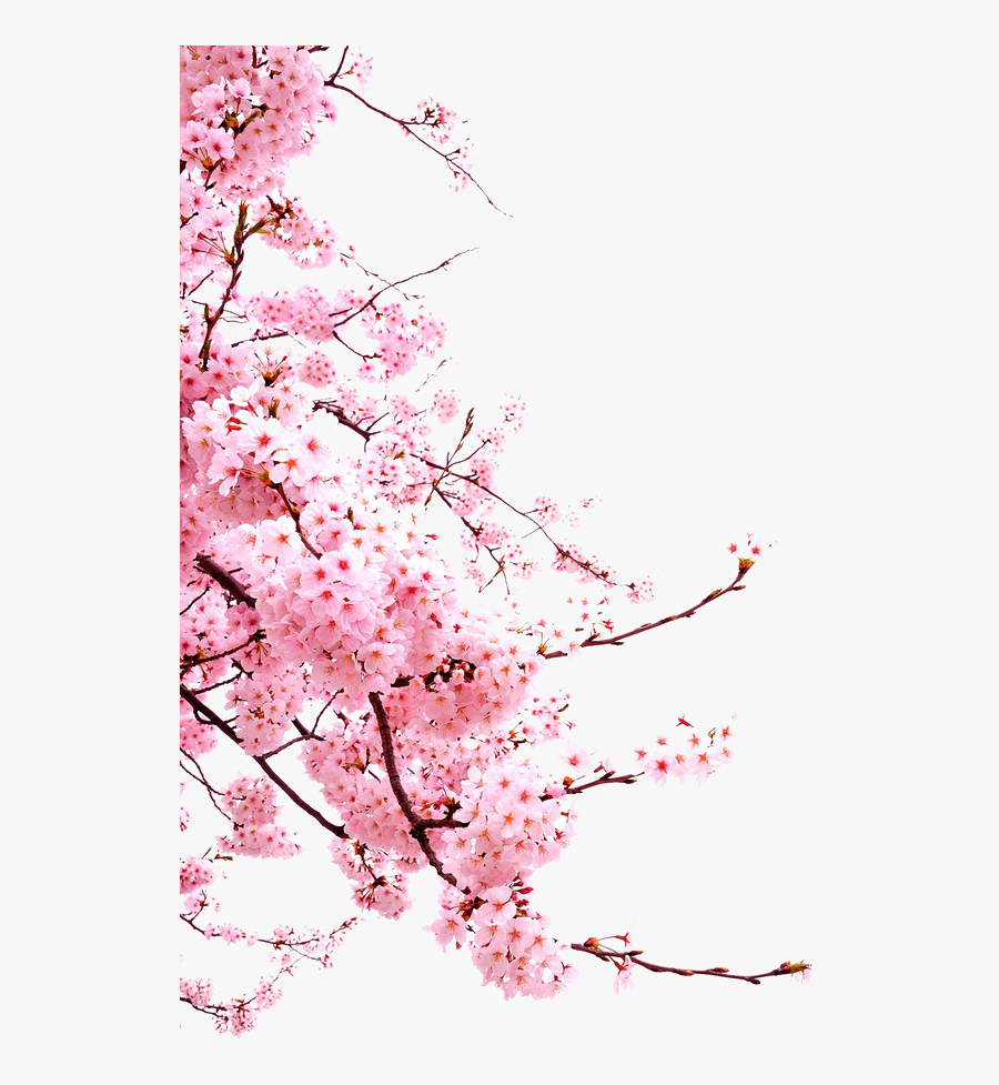 Blossom Cherry Flower Japanese Blossoms Free Hd Image - Japanese Cherry Blossom Png, Transparent Clipart