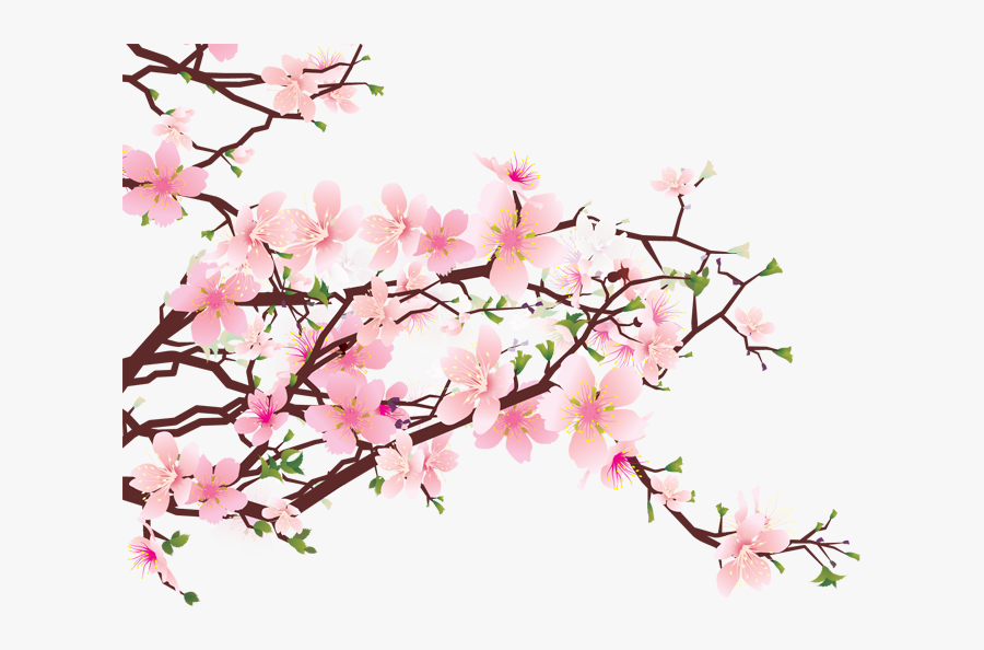 Cherry Blossom Png Free Download - Transparent Background Cherry Blossom Png, Transparent Clipart