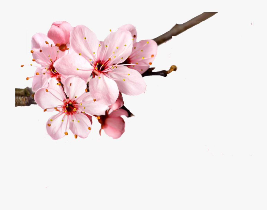 Cherry Blossom Flower Petal - Cherry Blossoms No Background, Transparent Clipart
