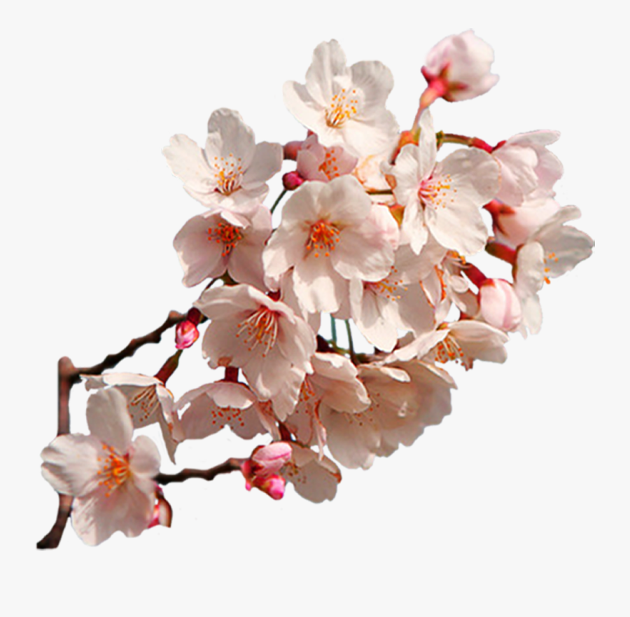 Transparent Sakura Flower Clipart - Sakura Cherry Blossom Png, Transparent Clipart