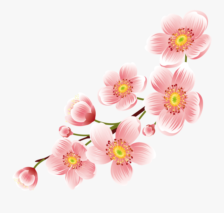 Transparent Cherry Blossom Png - Cherry Blossom Flower Art, Transparent Clipart