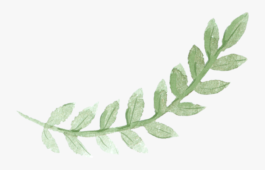 Sydney Leaves Watercolor Green Pancake Brunch Painting - Watercolor Green Leaf Png, Transparent Clipart