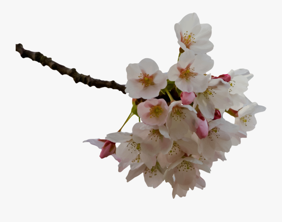 Cherry Blossom - Cherry Blossom Prunus Png, Transparent Clipart