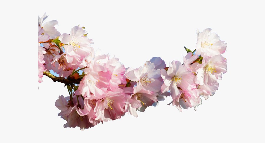 Japanese Real Cherry Blossom Tree Branch, Transparent Clipart