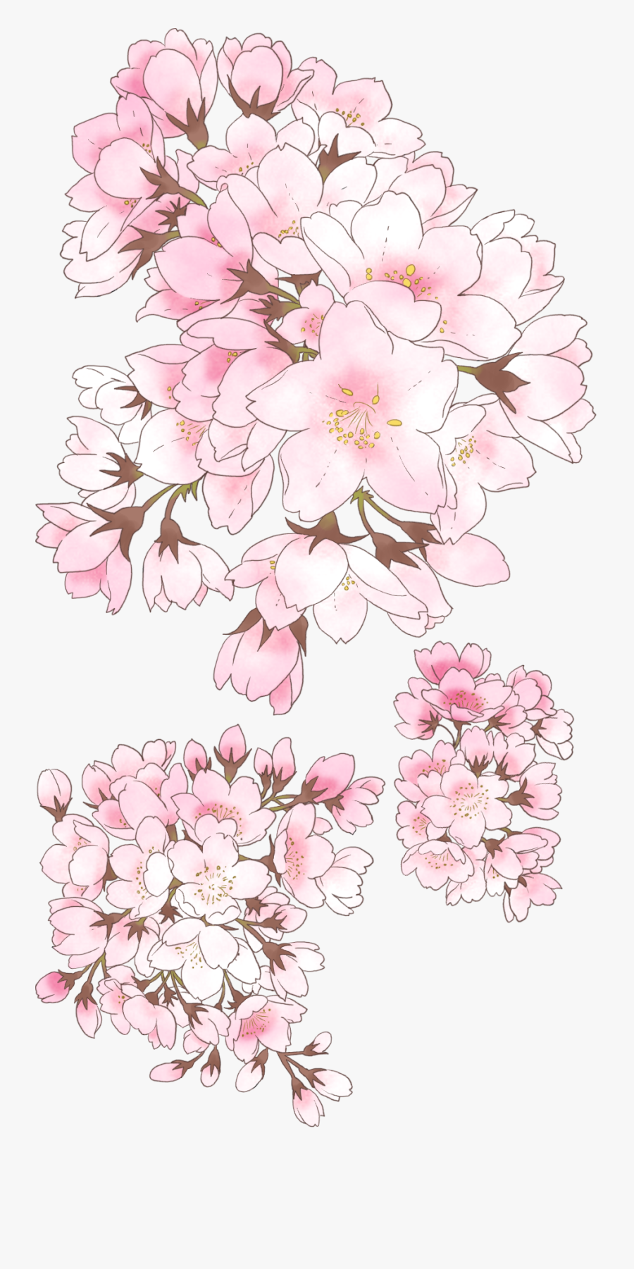 Transparent Cherry Blossom Clipart - Anime Cherry Blossom Drawing, Transparent Clipart