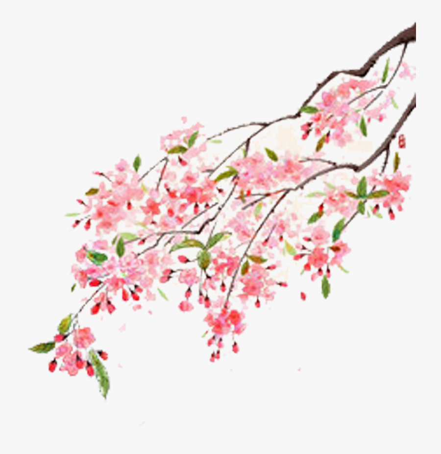 Flower Moutan Peony Illustration - Portable Network Graphics, Transparent Clipart