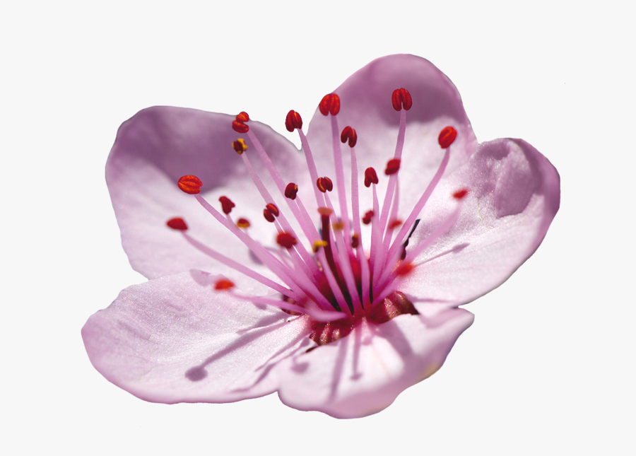 Elower Cherry Blossom Clipart - Flower Cherry Blossom Png, Transparent Clipart