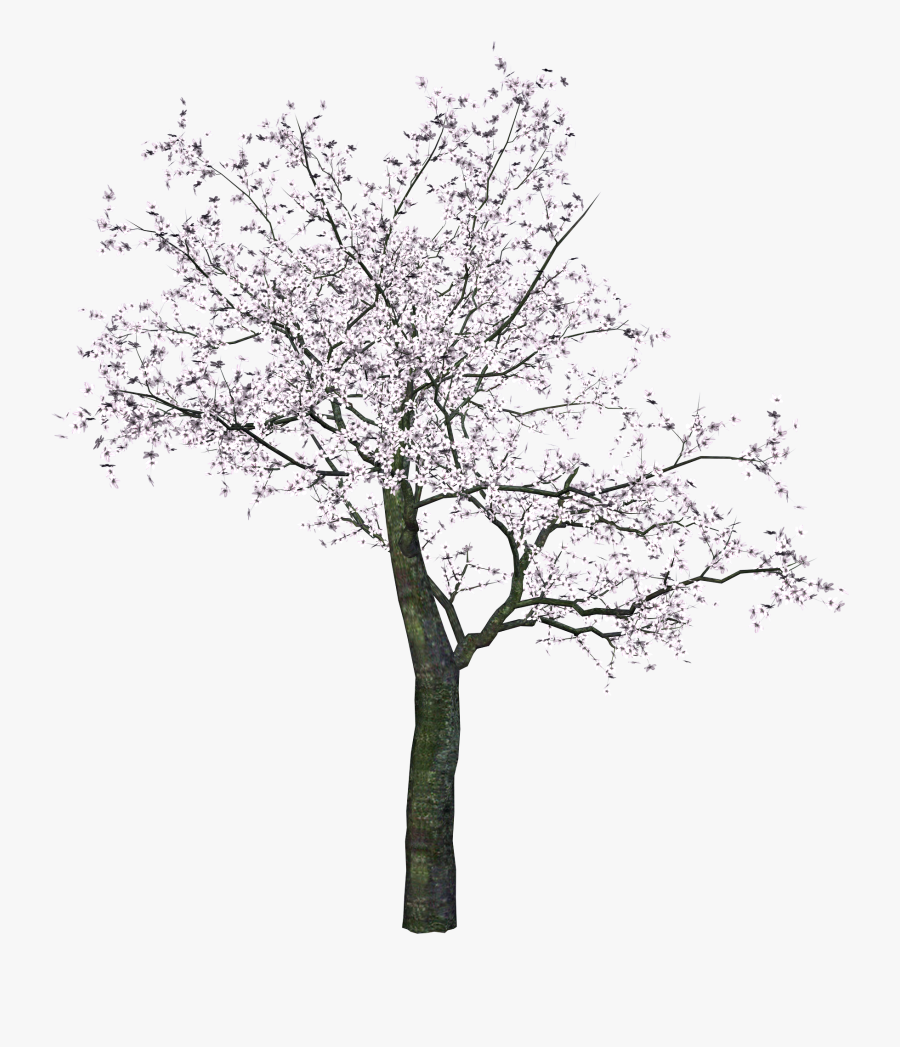 Japanese Tree Png, Transparent Clipart