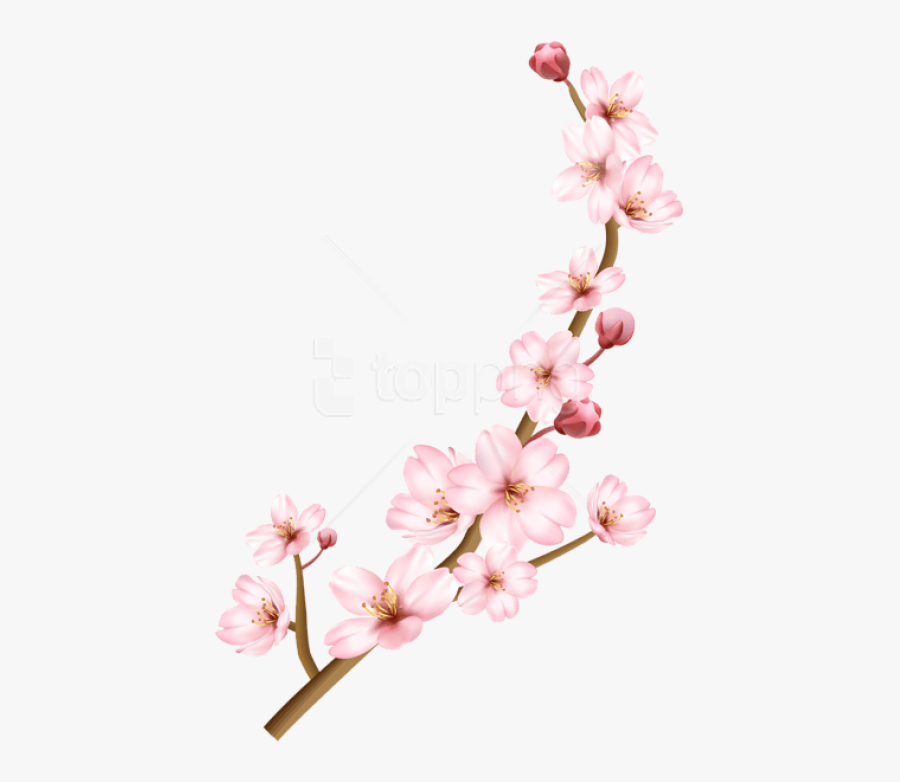 Cherry Blossoms Transparent Background, Transparent Clipart