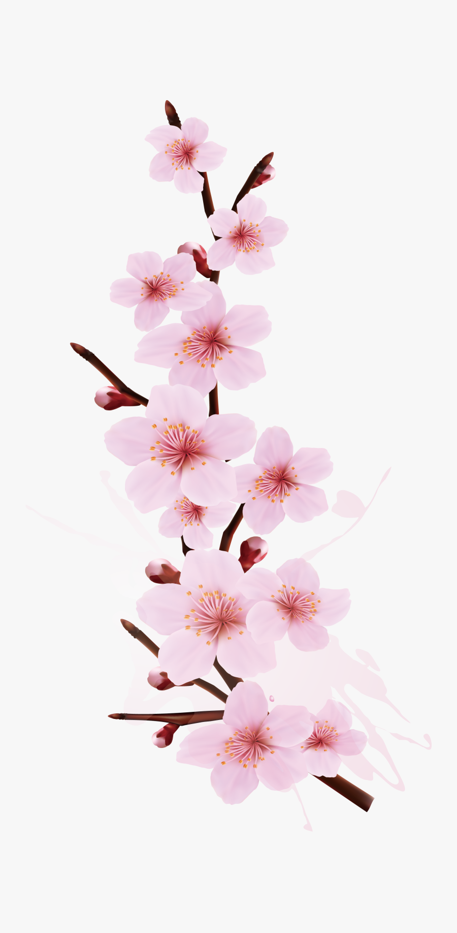 Cherry Blossom Branch Tree Smudge Splash Cherry Design - Cherry Blossom Branch Design, Transparent Clipart