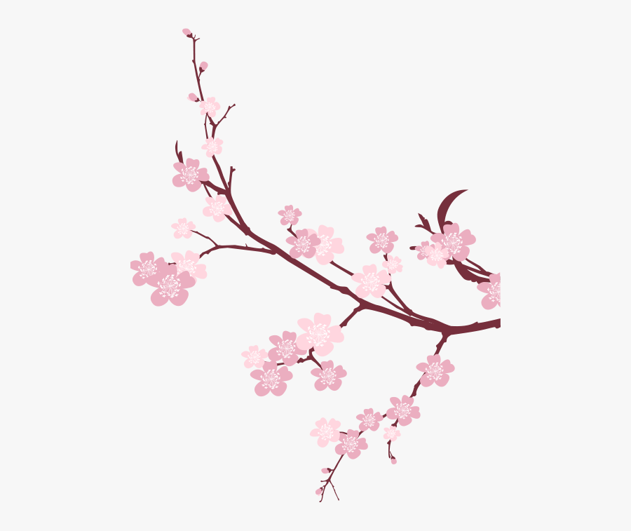 Anese Cherry Blossom Png Anese Flowering Cherry Png - Cherry Blossom Transparent Background, Transparent Clipart