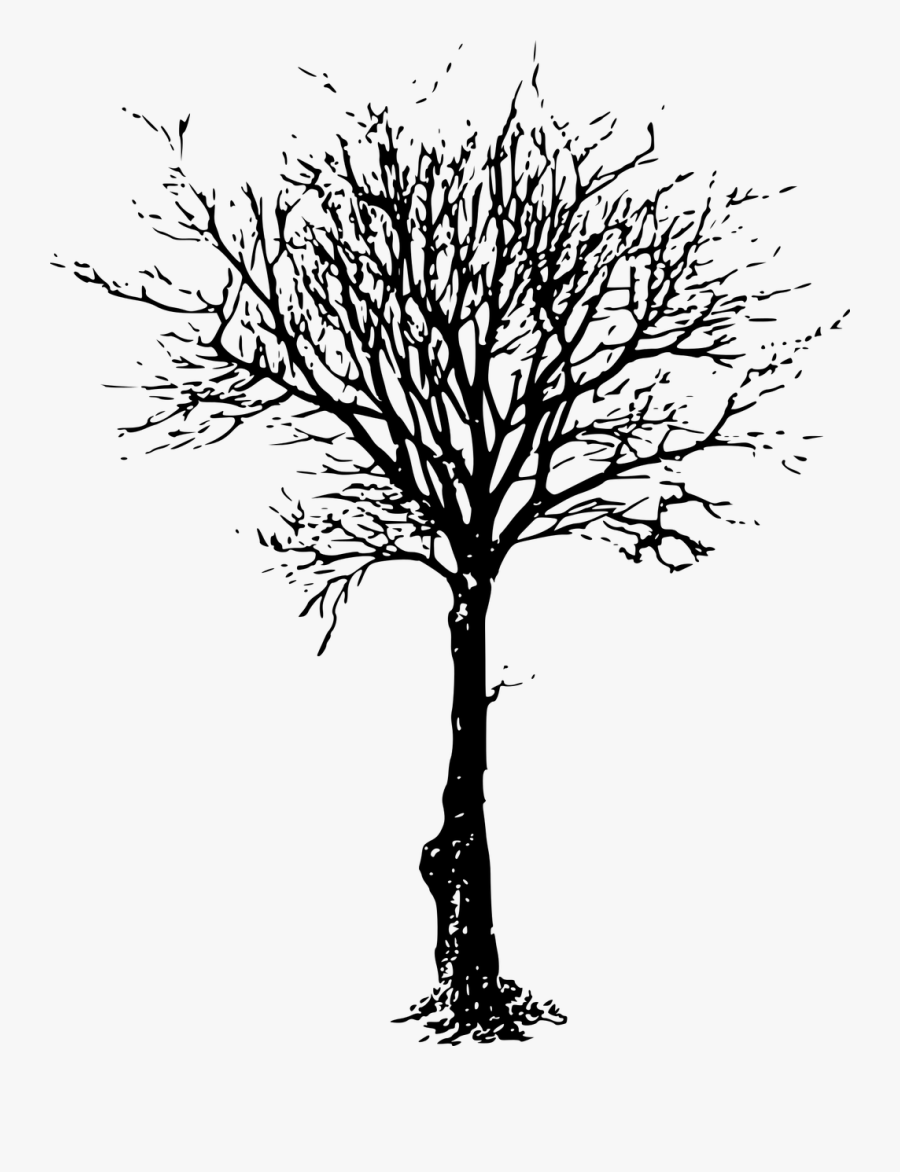 Clip Art Tree Branch Image Silhouette - Leafless Trees Png, Transparent Clipart