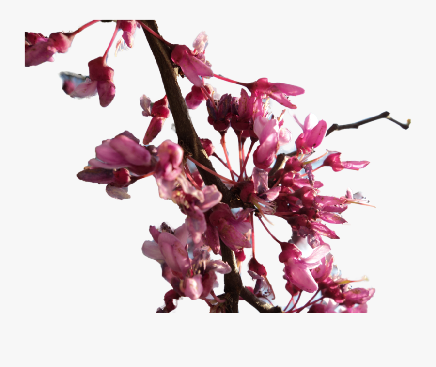 Download And Use Cherry Blossom Png Clipart - Cherry Blossom Branches On Transparent, Transparent Clipart