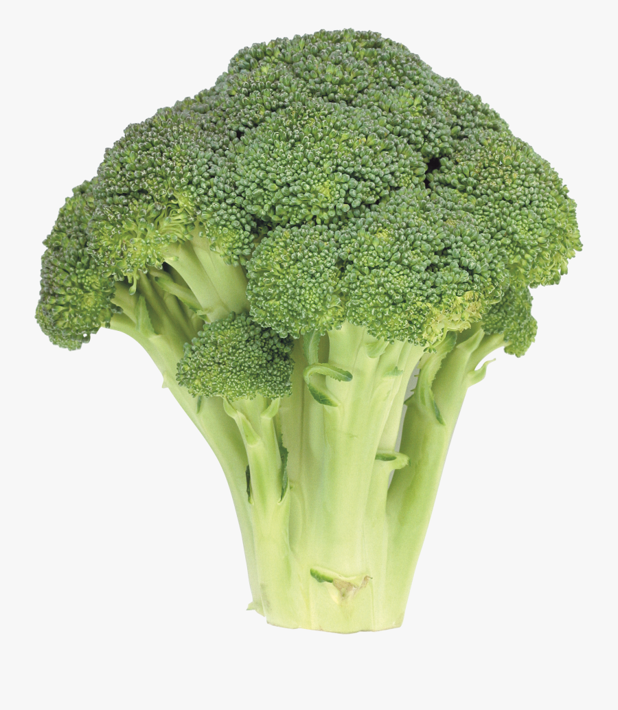 Broccoli Clipart High Resolution - Broccoli Image No Background, Transparent Clipart