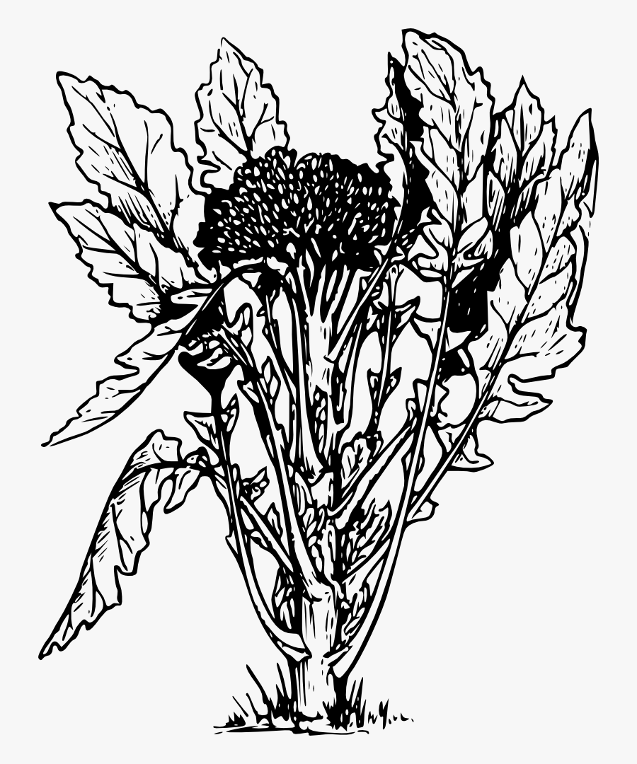 Free Clip Art "broccoli - Broccoli Plant Black And White, Transparent Clipart