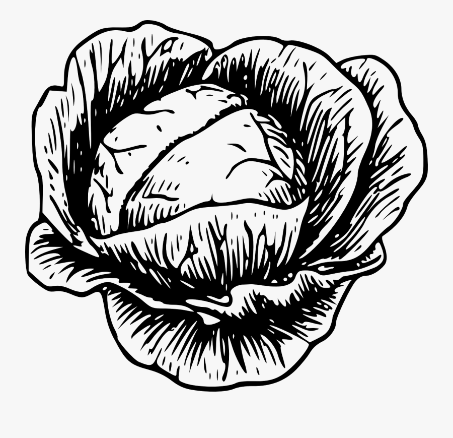 Transparent Clipart Broccoli - Cabbage Line Art, Transparent Clipart