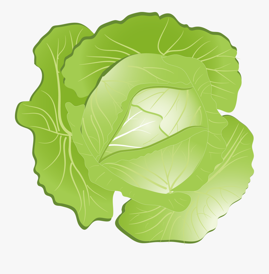 Red Cabbage Kohlrabi Clip Art - Cabbage Clipart Png, Transparent Clipart
