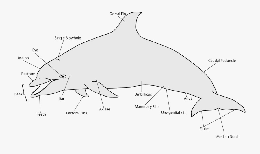 Clip Art Wdc Kidzone Anatomy Dolphin - Tucuxi, Transparent Clipart