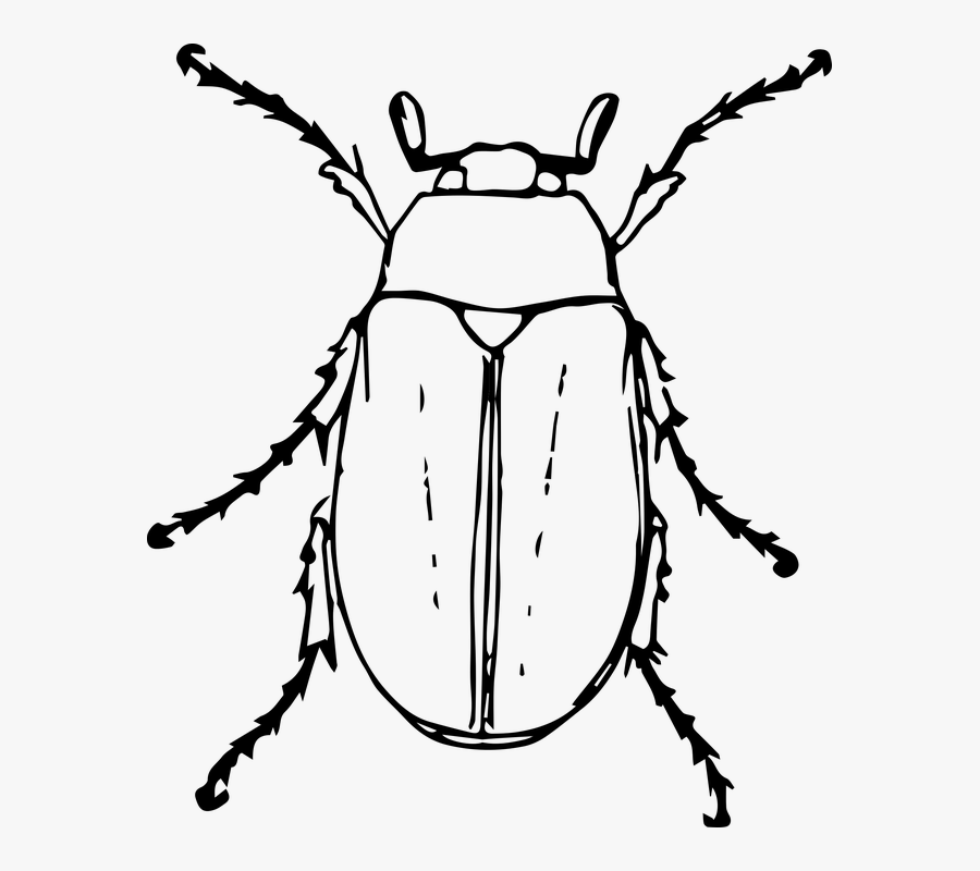 Black And White Beetle Clipart, Transparent Clipart