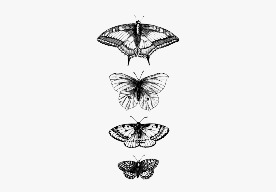 Clip Art Bug Temporary Tattoos - Butterflies Detail, Transparent Clipart