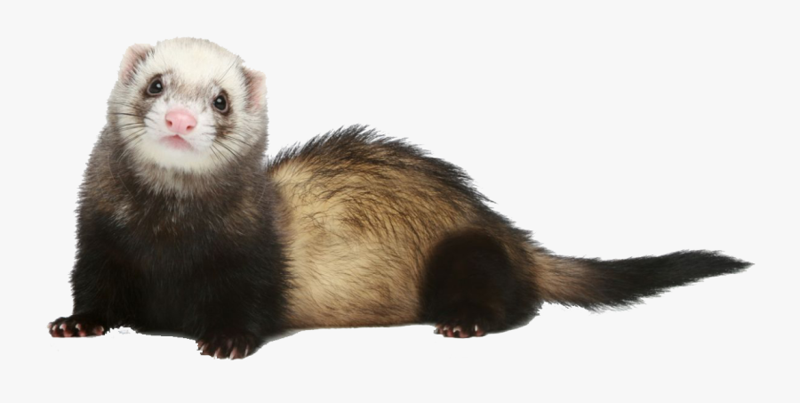 Ferret Png Photo - Ferret Transparent Background, Transparent Clipart