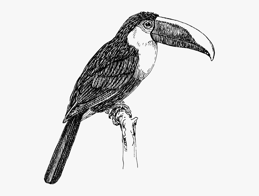 Toucan Black And White, Transparent Clipart
